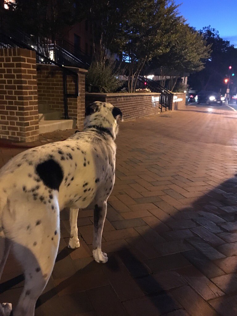 CeceliaBarkles's tweet photo. Saying goodbye to @UnionPub and #capitoldog. Thanks for the beers and barks; this pup is Vegas bound! #sincitycece https://t.co/h2EVNgb9hH