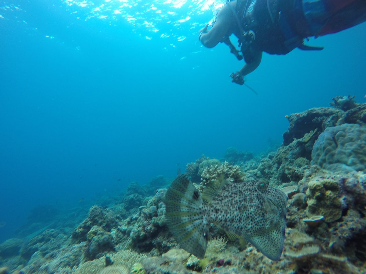scuba_elnido's tweet photo. Explore the deap blue sea with us.
#AdventureScuba #marinelife #coralreef #travel https://t.co/x98E7Shbmw