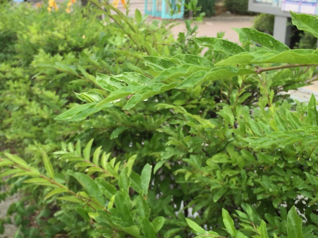 날이 가물어서 시들해진 관내 나무들에 관수 작업 중입이다. 물이 닿으니 잎이 파릇해지네요. #성남시