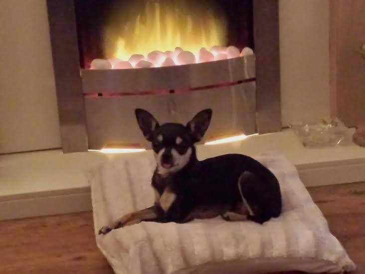 pathofanimals's tweet image. my friend's dog!