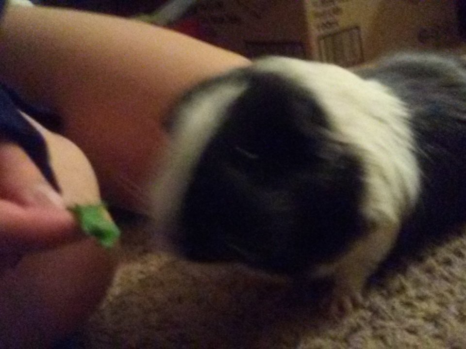 Auto Shenanigans tweet media