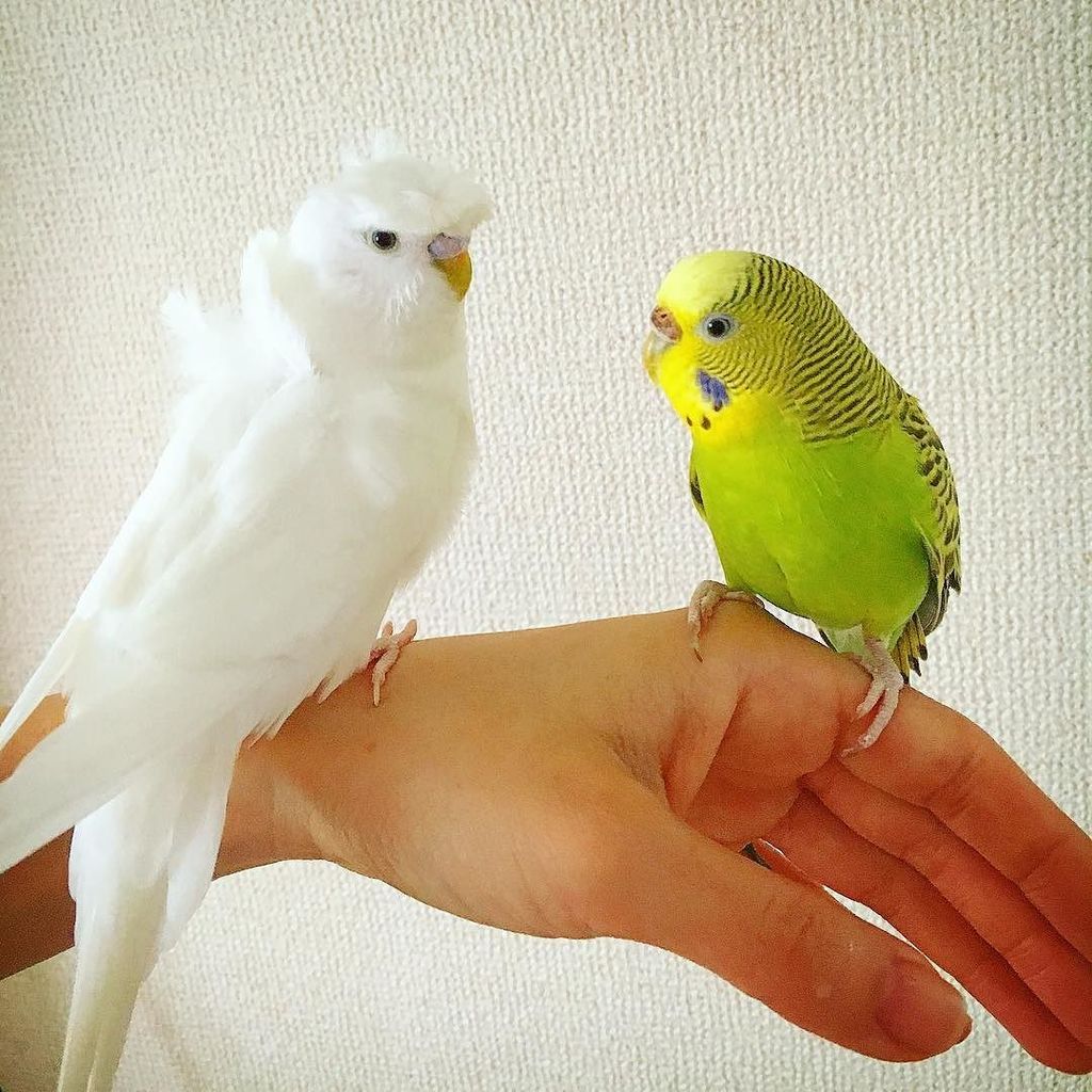 ソラくんココちゃん💛 ココちゃんは体重27gの小さな体で、鳥専門の先生