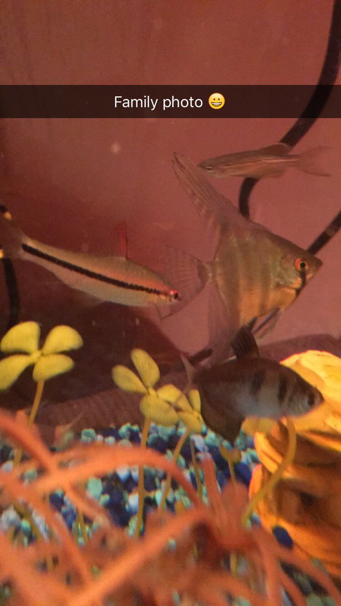 MRob1010's tweet image. RIP to my best friend ever. You always had to make sure that you had the first serving of tropical flakes. #ripWyatt