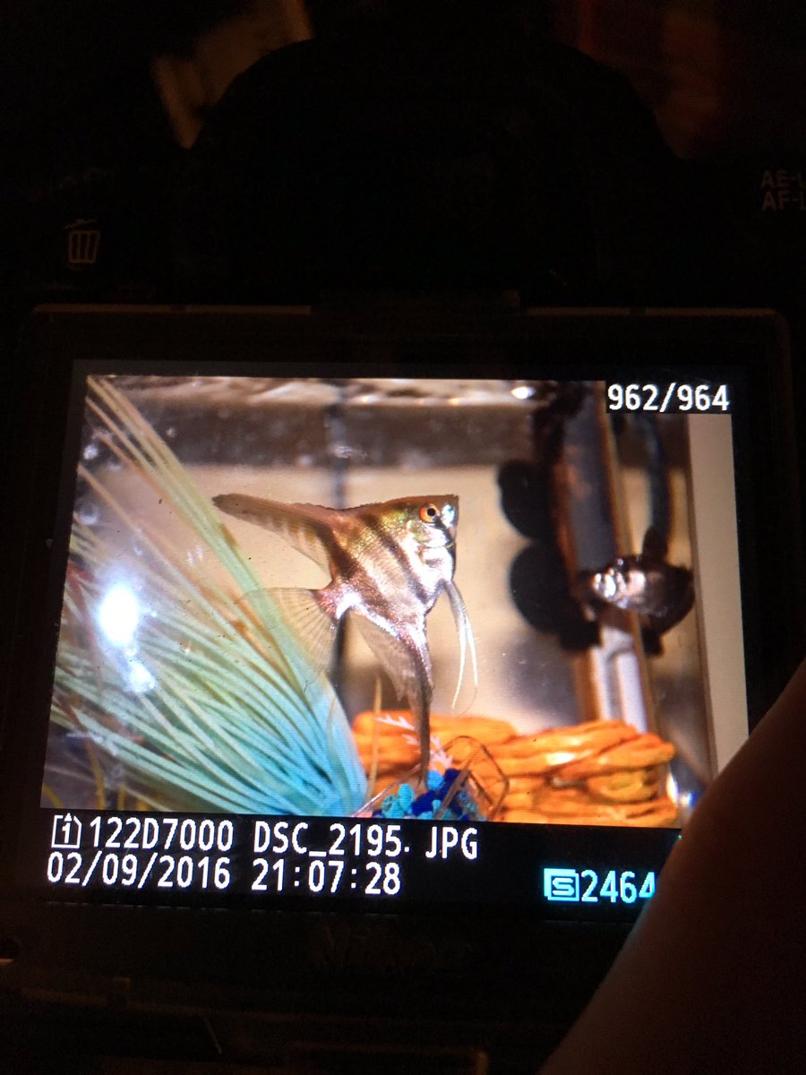 MRob1010's tweet image. RIP to my best friend ever. You always had to make sure that you had the first serving of tropical flakes. #ripWyatt