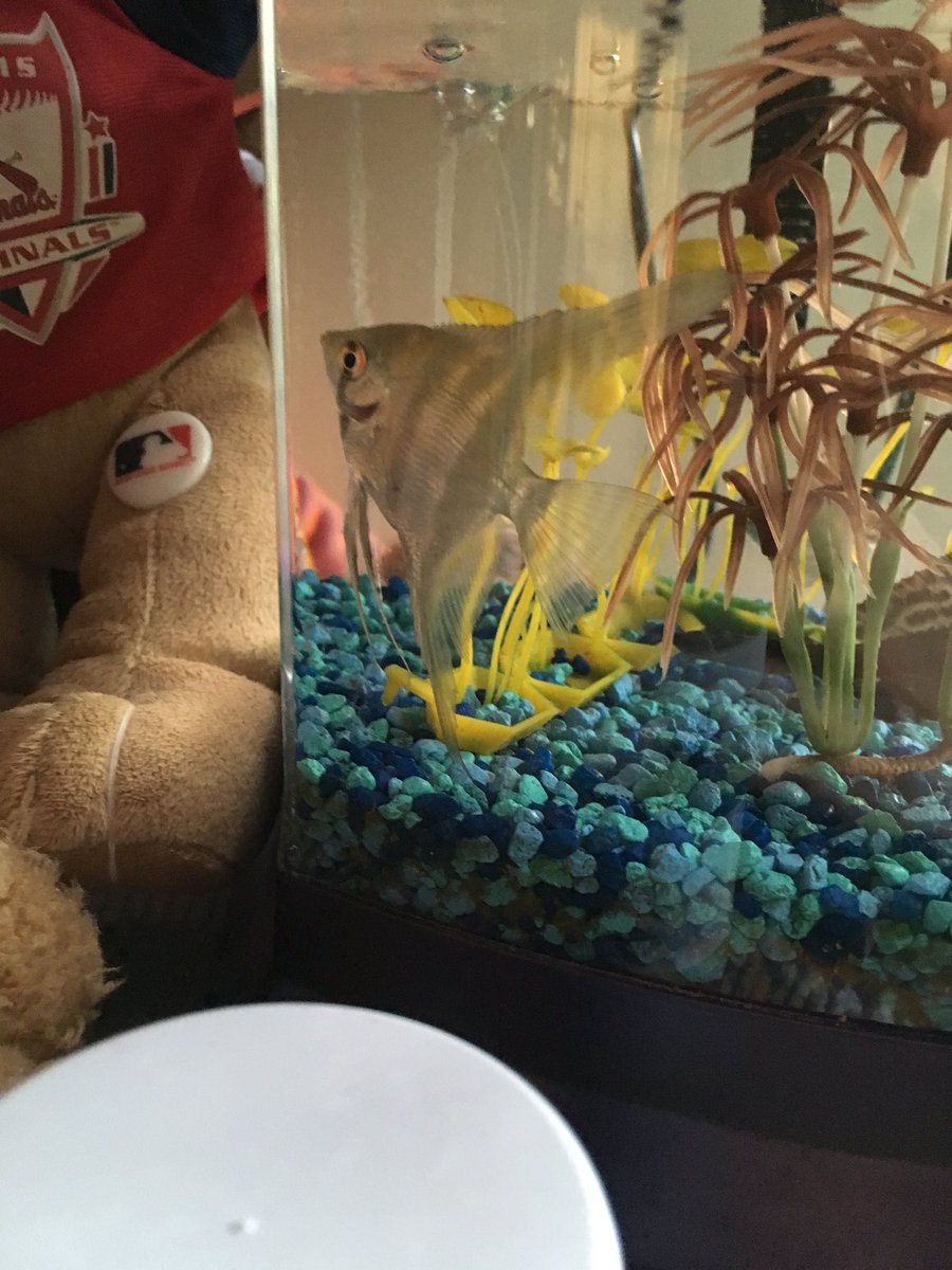 MRob1010's tweet image. RIP to my best friend ever. You always had to make sure that you had the first serving of tropical flakes. #ripWyatt