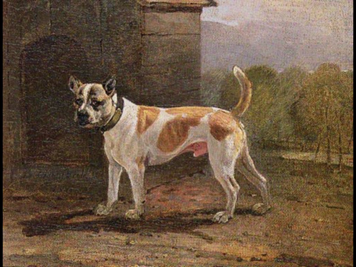 collectibulldog's tweet photo. https://t.co/yfTNOsfBsO #museumdogs #bulldogs #oldetime https://t.co/EnigoCtqFm