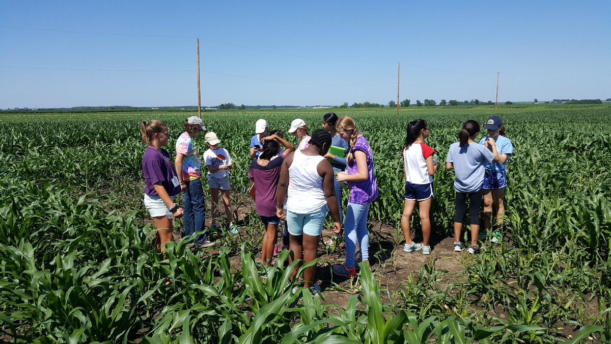 leakey77's tweet photo. A walk in the field reveals green leaves, smut and pollen! #7thGradeScienceCamp @NSF_BIO @NaturePlants @ASPB https://t.co/uulFbBeu3R