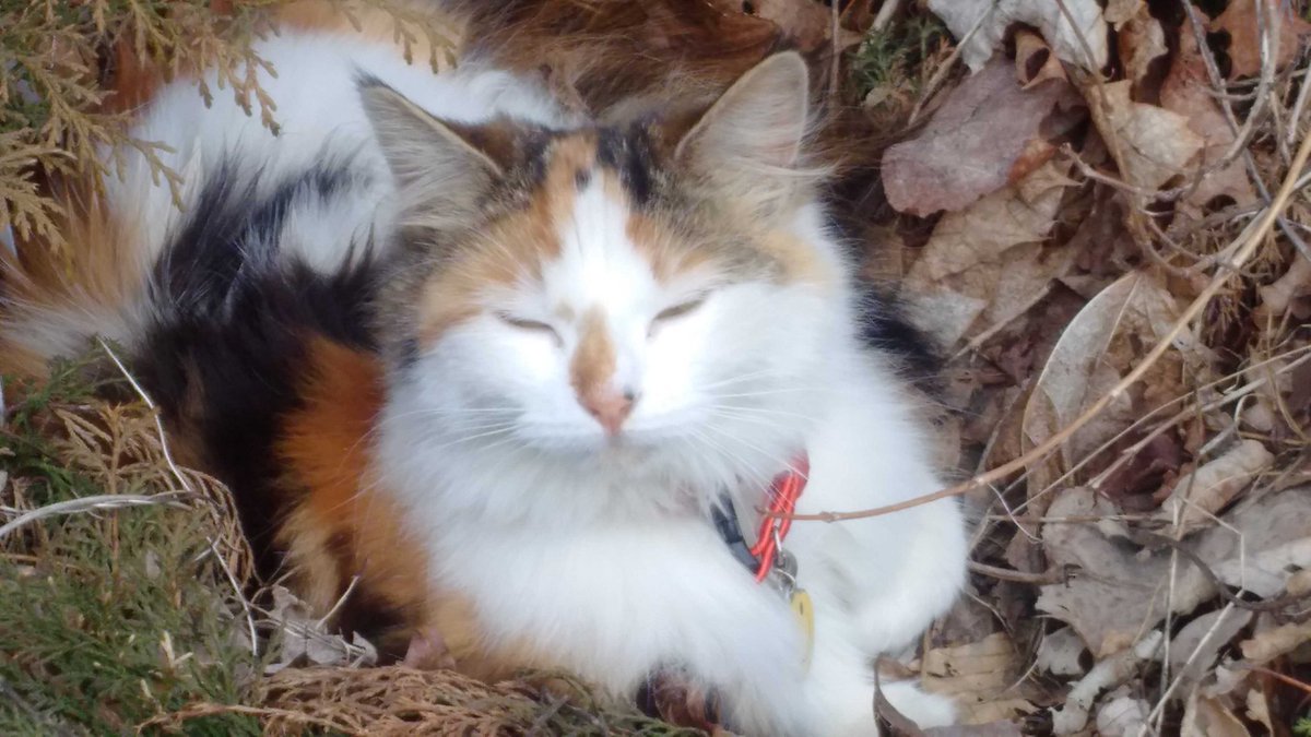 oreillys_pub's tweet photo. Plz RT! Lucy is missing since Jun 21 from the Leslie St. area of #StJohns. $200 reward! Contact info on her collar. https://t.co/84eQZcWwrN