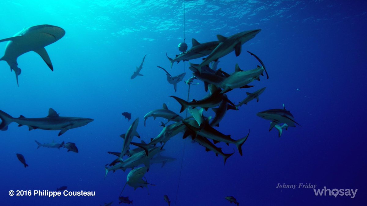 pcousteau's tweet photo. We saw this on every dive for our show #NuclearSharks on @SharkWeek this thursday at 9pm. Don't miss it #sharks https://t.co/xxNUCvkRMB