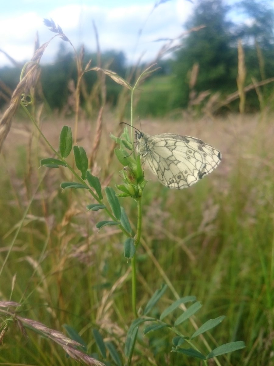 CJHs22's tweet photo. Today was filled with beautiful butterflies but these were the only ones I could creep up on https://t.co/XaYcsq1zUT