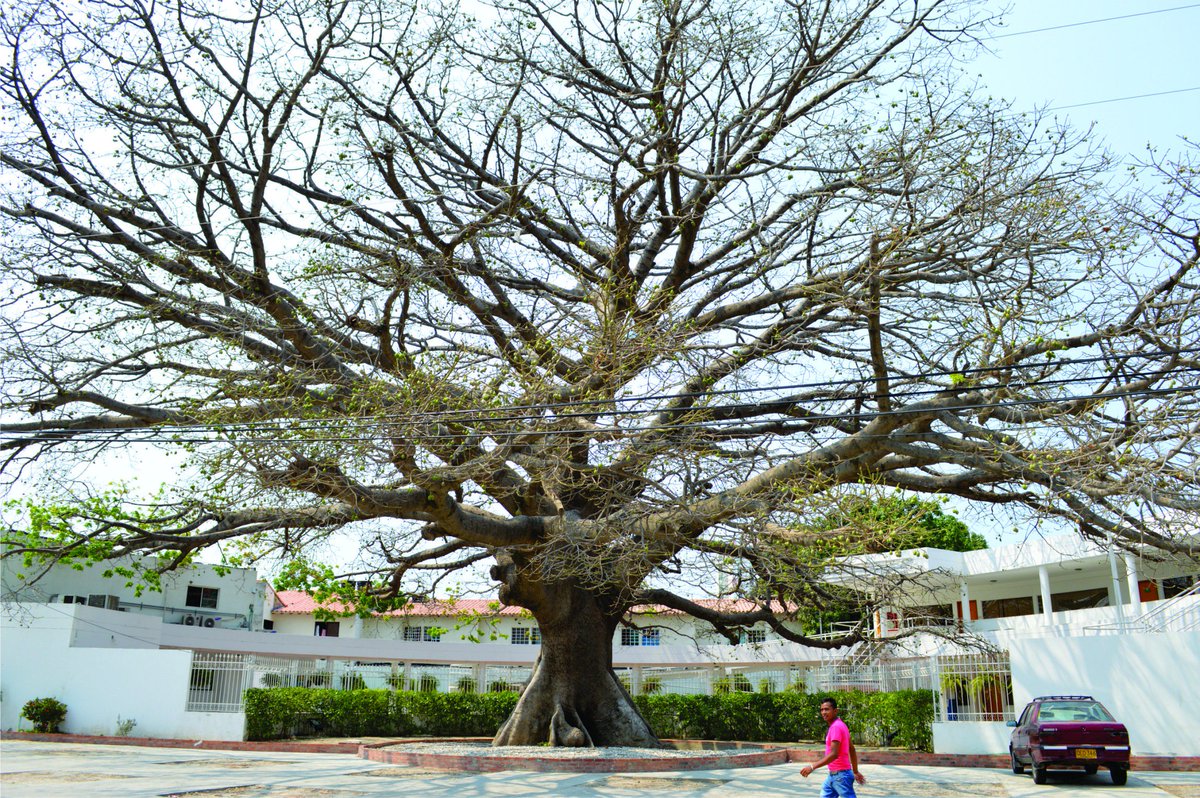 MAJOCASTILLO6's tweet photo. La Bonga "El árbol de las almas" #ChampionTrees #COFO23 @FAOForestry @RjaSantaMarta @CORPAMAG https://t.co/fxr7auitsO