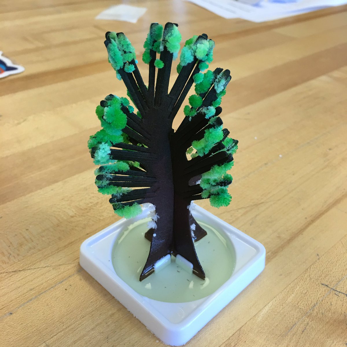 KariBeeee's tweet photo. My 2nd #STEM summer camp started today! #growing trees https://t.co/mDeeD6Wkp0