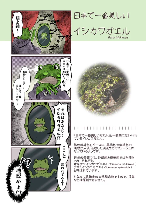 4コマを更新第88種【イシカワガエル】日本一美しいカエル第89種【ヒメアマガエル】日本一小さいカエル漫画の意味がわからなすぎて健康に悪影響を及ぼすかもしれません。ご注意ください。 