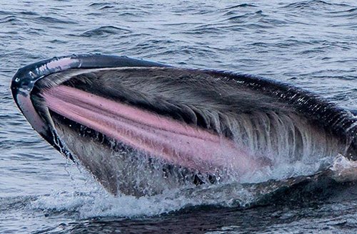Inside A Whale Mouth