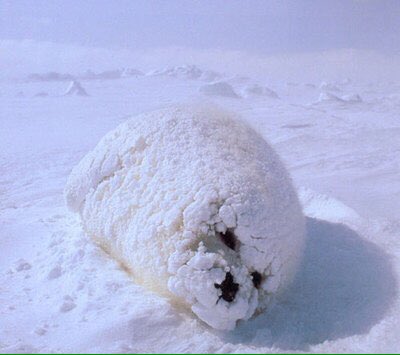 beccasaur's tweet photo. look at this powdered donut someone just left laying there https://t.co/6YSvTMiEiA