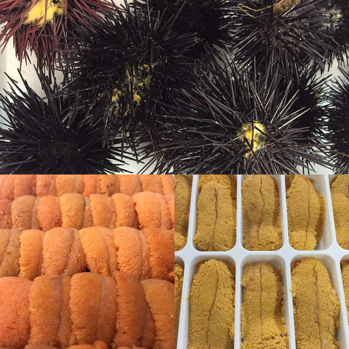 LUXESeafood's tweet photo. Our UNIverse! Hard to get but we have it! #unimafia #uniporn #seaurchin #santabarbara #japan #larestaurants #dinela https://t.co/R0pXcogaRB