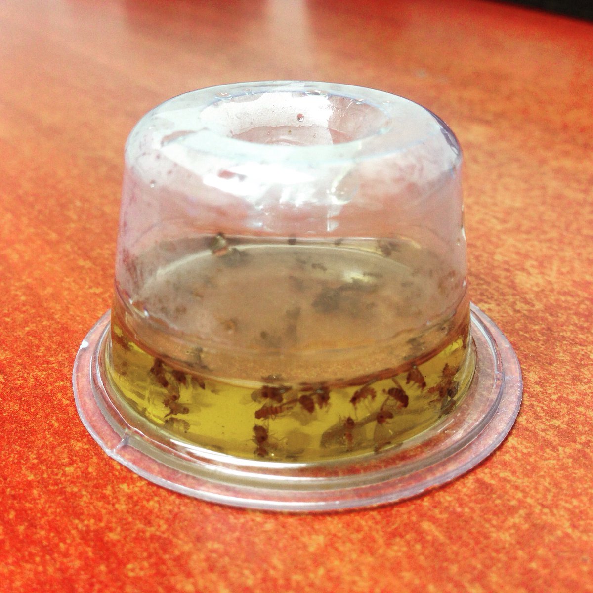 GREEN_STRIKE's tweet photo. Our #Fruitflytrap at work! For more phenomenal products visit https://t.co/VTUYG15rZC. #fruitfly #summer #solution https://t.co/aSpSLpwfM0