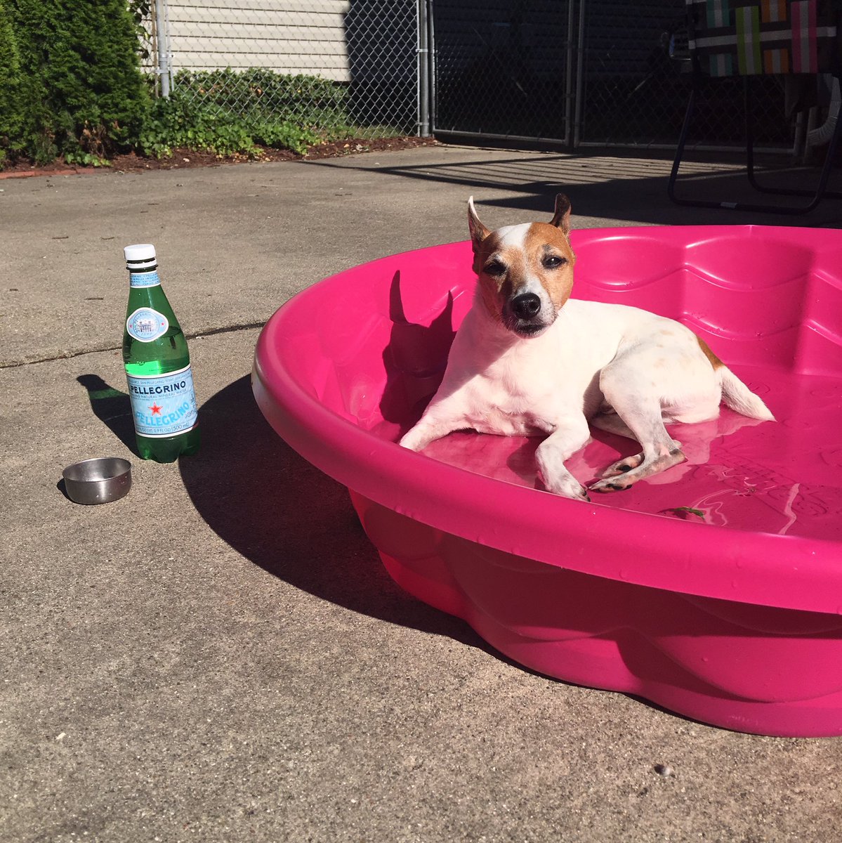 ErikaMBehrmann's tweet photo. When I am not writing, I am clicker training Stanley to sit in the pool by himself. He finally did it! #prouddogmom https://t.co/zrGYcKMTnM