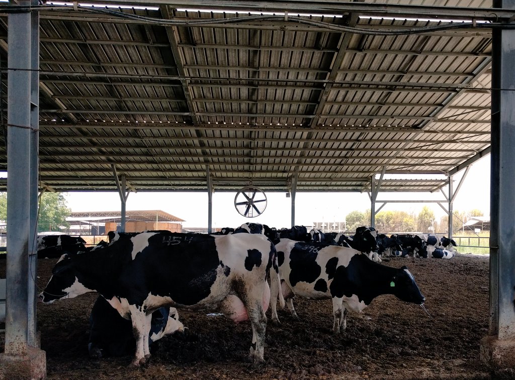 sstein123's tweet photo. How can we monitor #heatstress in our #dairycows ? An exciting day in #israel #smaxtec #projectbar #herdhealth https://t.co/YZuso2oKd9