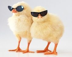 incubatorsorg's tweet photo. Happy #NationalSunglassesDay! Sun damage=cataracts &amp; macular degeneration, so protect your peepers! #themoreyouknow https://t.co/gPalcdEJcc