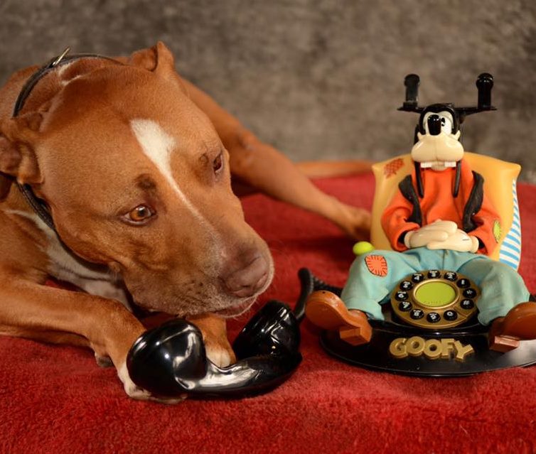 ADOPTED: Mr Chilli has left the building. He has found his furever family. #rescuedog #staffyrescue #adoptdontshop