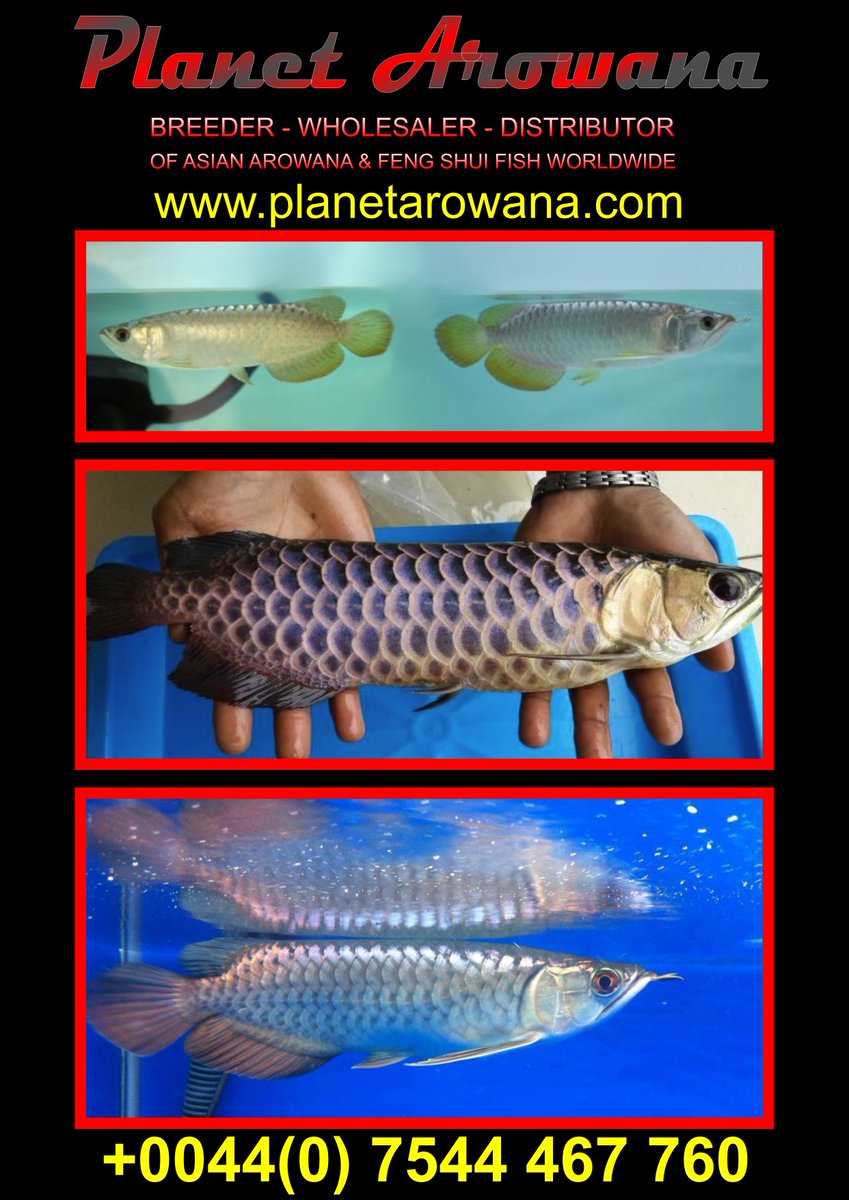 planetarowana's tweet image. Asian Arowanas for Sale Golden High Back Golden Cross Back Blue Base Cross Back Violet Fusion Super Red