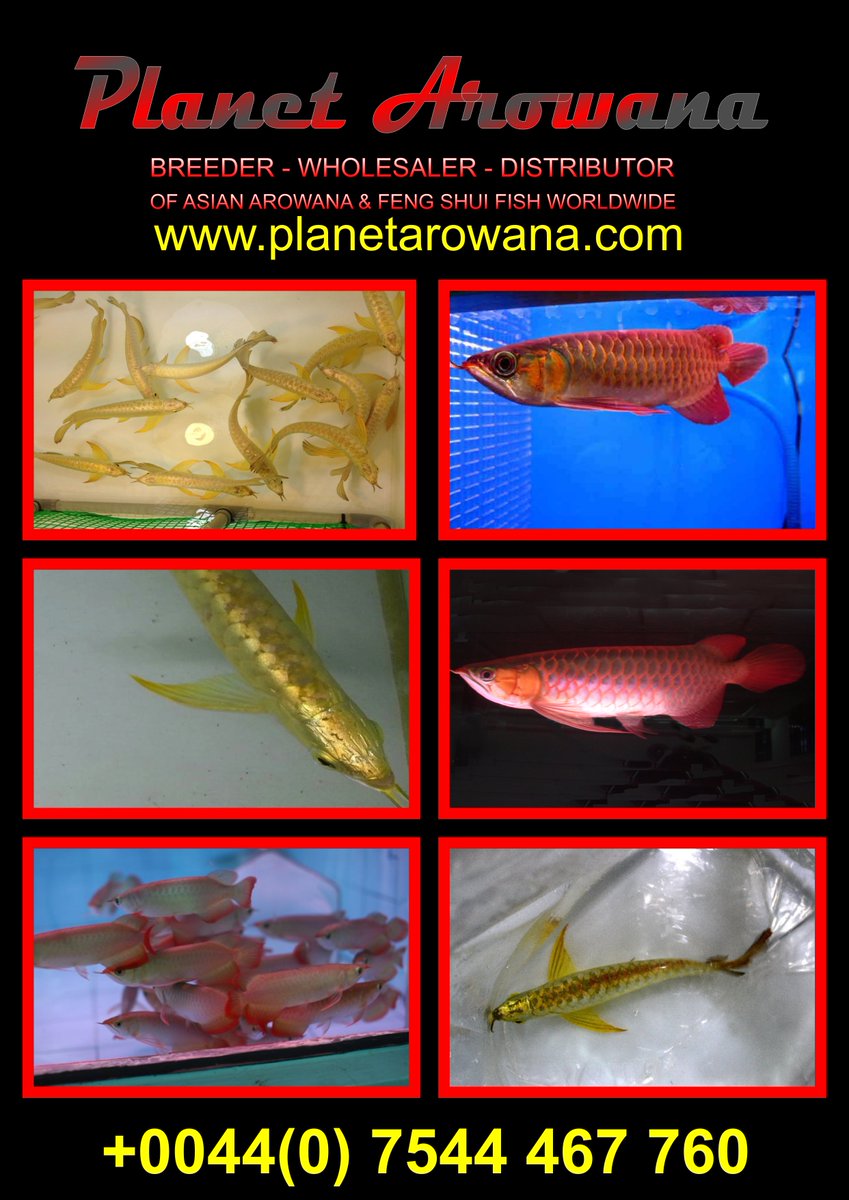 planetarowana's tweet image. Asian Arowanas for Sale Golden High Back Golden Cross Back Blue Base Cross Back Violet Fusion Super Red