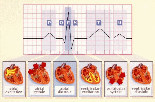 KOLgroups's tweet image. .#Scientists create #ComputerModel of #electricalHeartActivity ow.ly/W2c8301Grue