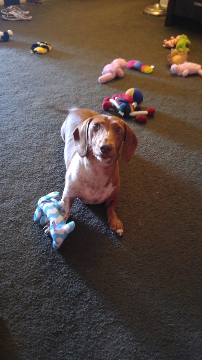GammaJean13's tweet photo. Pato playing with toys and looking cute. 🐶😍🐶 https://t.co/i0DmyV7idd