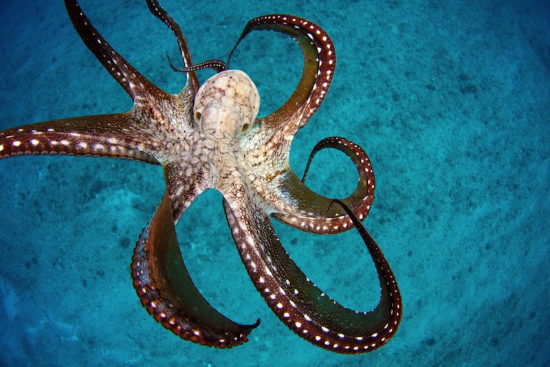 Greenwichdiving's tweet image. #Capacidad Para #sconderse #Estando A #Plena Vista: #Pulpo ow.ly/i1R6301CKiL