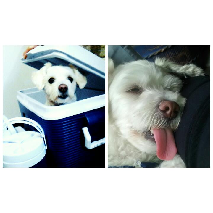 AmmaLara's tweet photo. @VengaLaAlegria 
 #animalike
 Gussi😂❤ https://t.co/YU6G9rJoYc