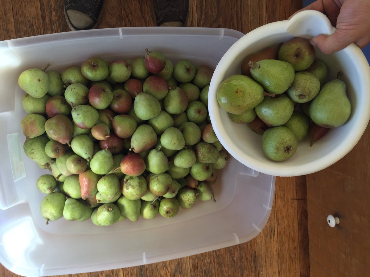LPFarmstead's tweet photo. #Pear #harvest time. Small bowl for one less than healthy tree, 18 gallon tub for the other, much healthier tree. https://t.co/ErpGBPRnXN