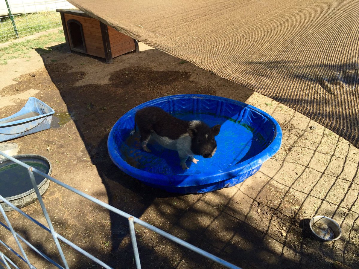 LPFarmstead's tweet photo. Padmé's new shaded pool area from @Costco. Great $20 find. https://t.co/0ivDs9O7Js