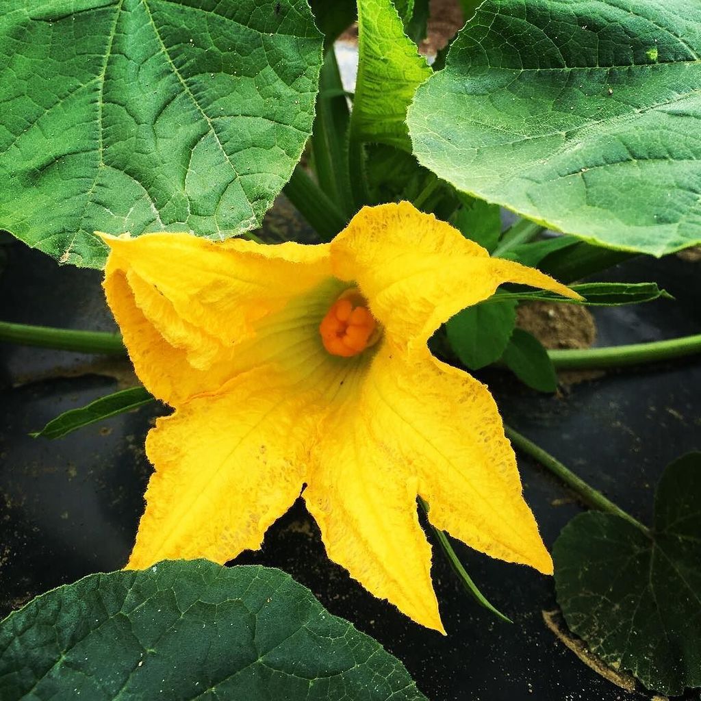 Heppell's Potato tweet media