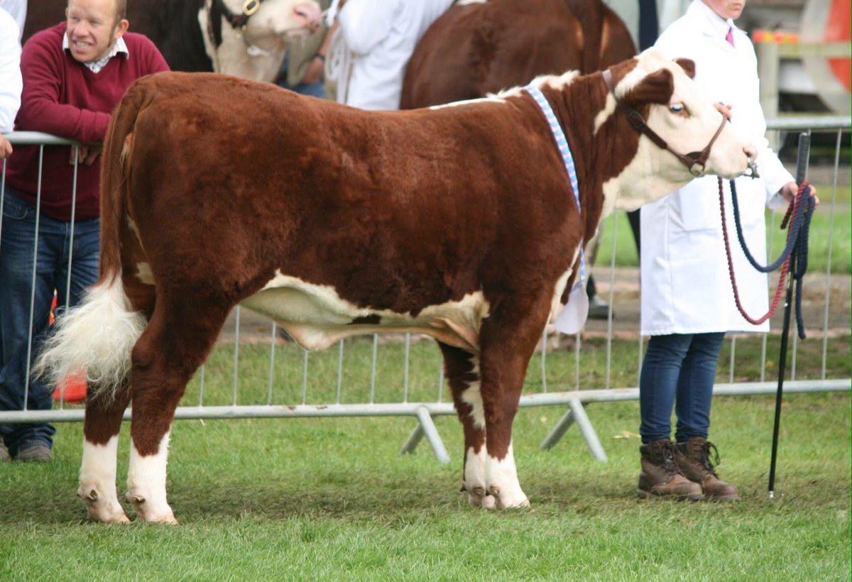 fabbherd's tweet photo. Fabb 1 Princess Elsa at Three Counties Show. #fabbherd #herefords #polledherefords https://t.co/sV3BMn3GAx