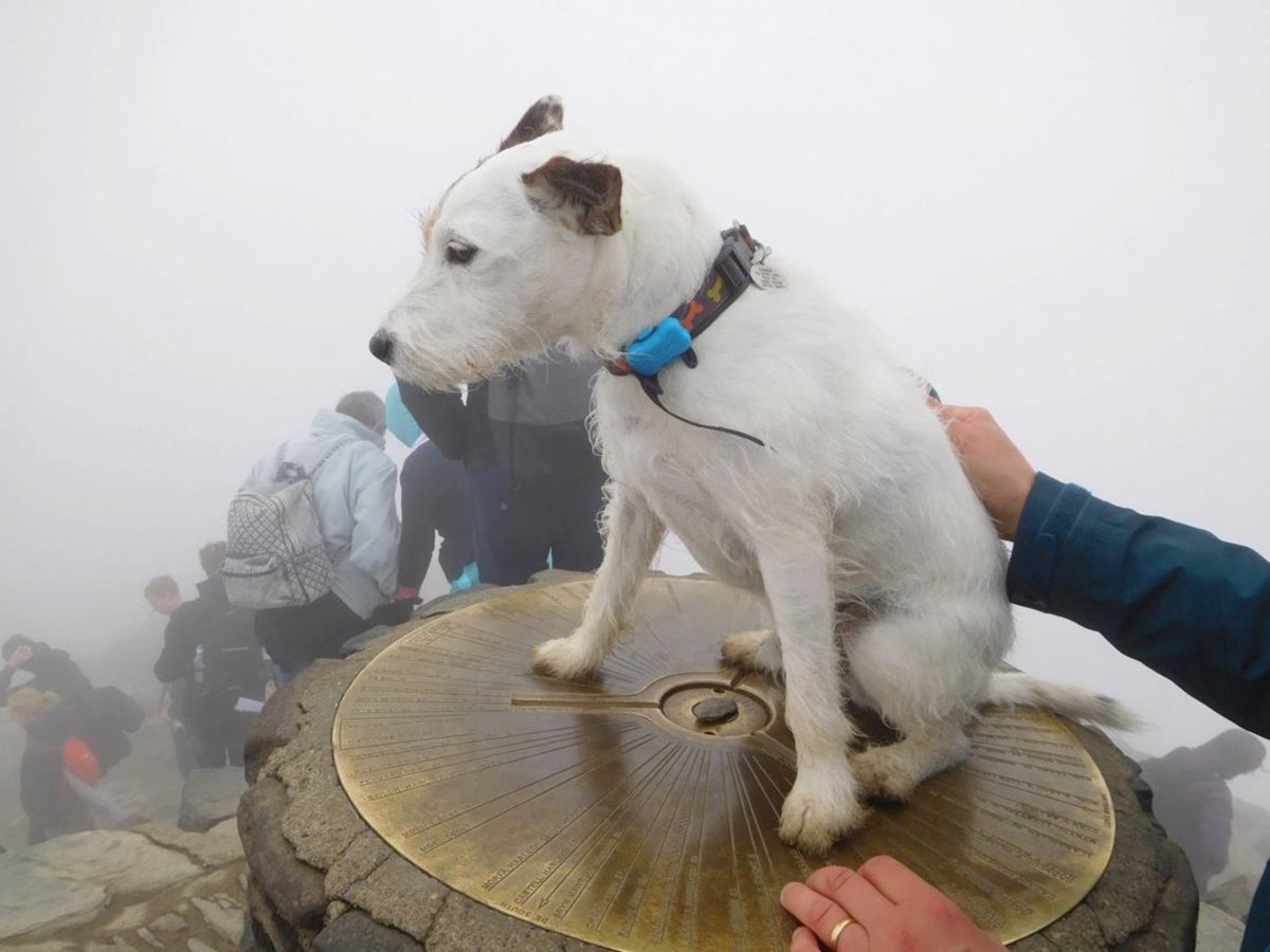 4AdsthePoet's tweet photo. #CharlieDog #learnwithDr.Dog at top of #Snowdon @LCooper102 @Gordoncairns3 https://t.co/xzZ1pdZ7lI