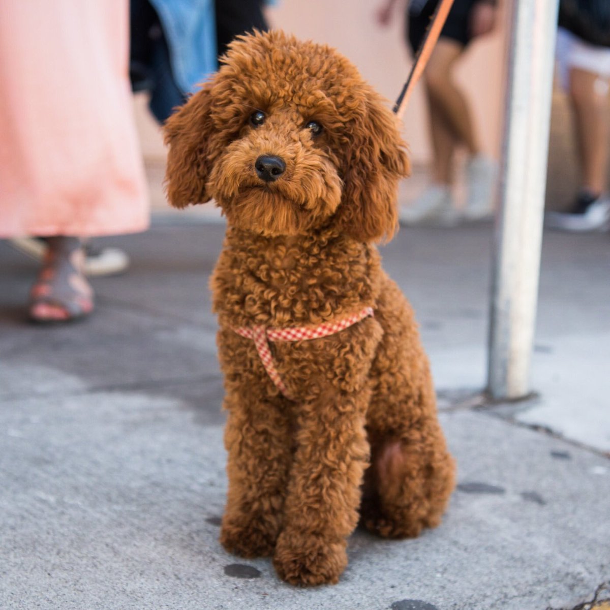 bear poodle