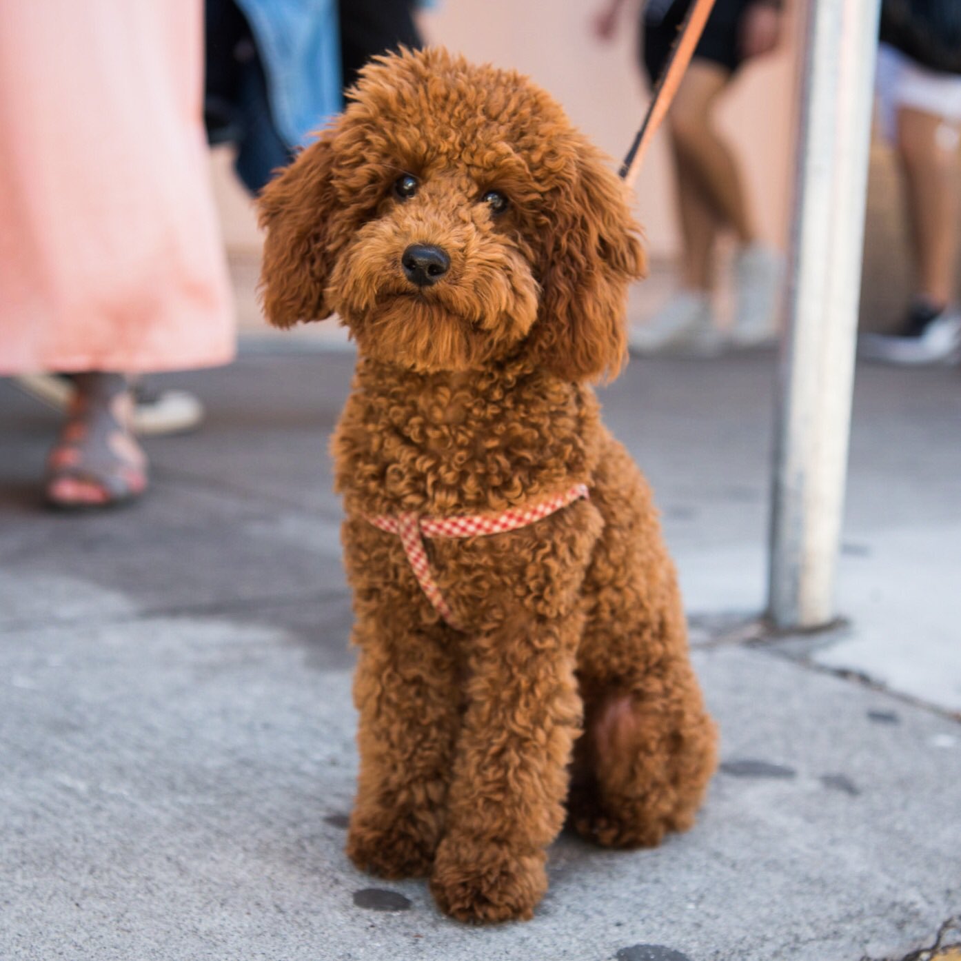 Red miniature poodle teddy sale