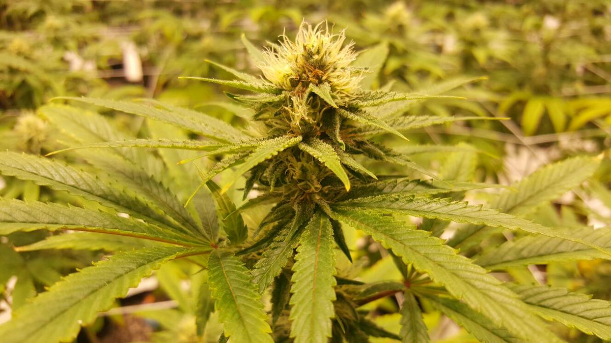 PyramidPensUSA's tweet photo. Week 5. We wish you could smell this place! #Jillybean #Jilly #Subcool #LoudLabs #PyramidPens #Denver #Colorado https://t.co/Rsmn2Yw34h