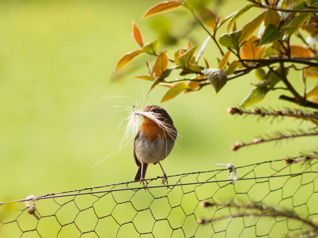 IrishEnvNet's tweet photo. Colette Gemmell's Lining the Nest shows a robin gathering horsehair to line its nest. Just the spirit of #bidiweek! https://t.co/hgkjIICsB0