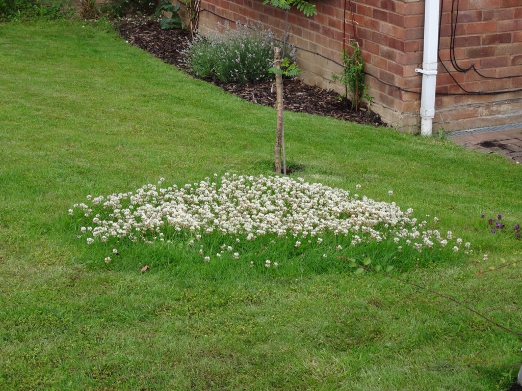 Sassy_Thompson6's tweet photo. Keeping the Bees happy - mowed around the clover. @Team4Nature300 @BumblebeeTrust @BBCSpringwatch #savethebees https://t.co/VZESP22nfy