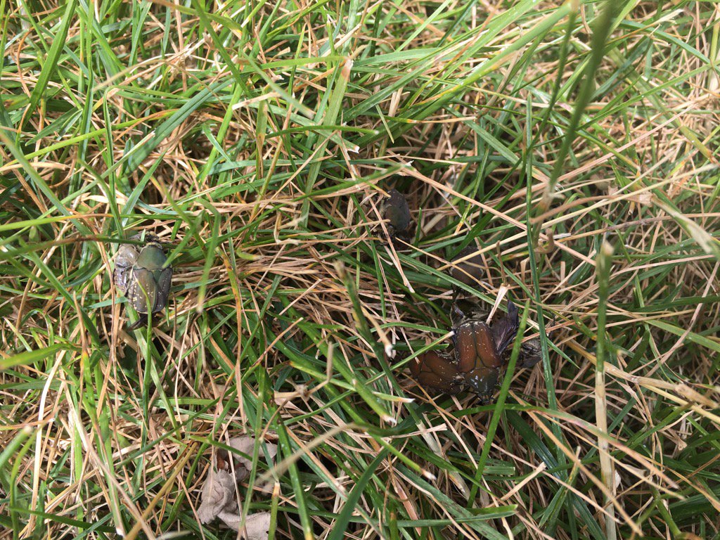 naturehoffman's tweet image. Big swarm of #beetles on lawn by greenhouses at kottman hall @AnimalOSU @OSUEnvironment can anyone ID them?