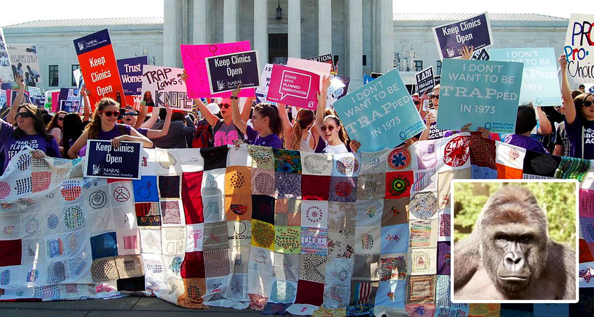 TheBabylonBee's tweet photo. Activists Take Break From Mourning Dead Gorilla To Cheer Abortion Ruling https://t.co/adDzUysgos https://t.co/dewcHakxsk