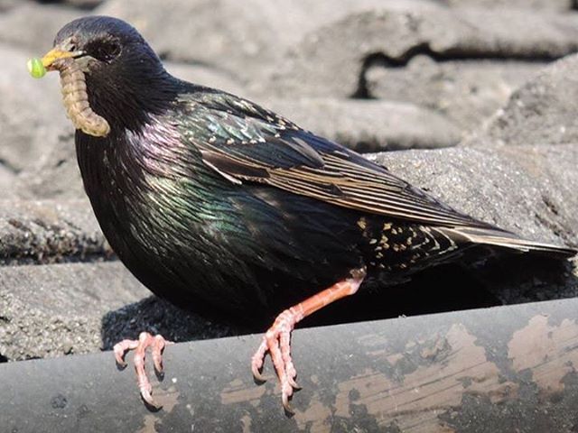 IrishEnvNet's tweet photo. Emer Hyland captured this great image of a Starling feeding and entered it in our #BidiWeek photo competition https://t.co/DQ3ecpeveq