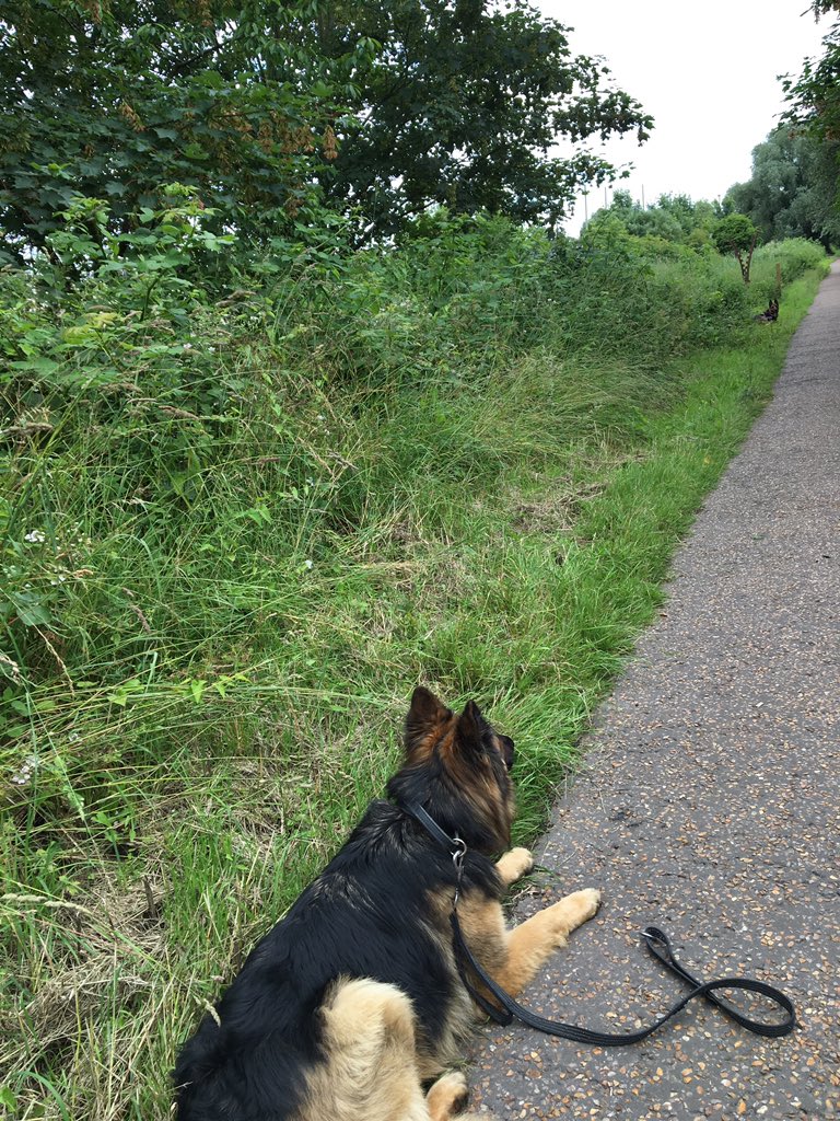 NSPoliceDogs's tweet photo. Watching you.......watching me 👀 Dave and Daley on containment 2day during a firearms deployment #LongDowns #DontRun https://t.co/cu3mZb1Onz