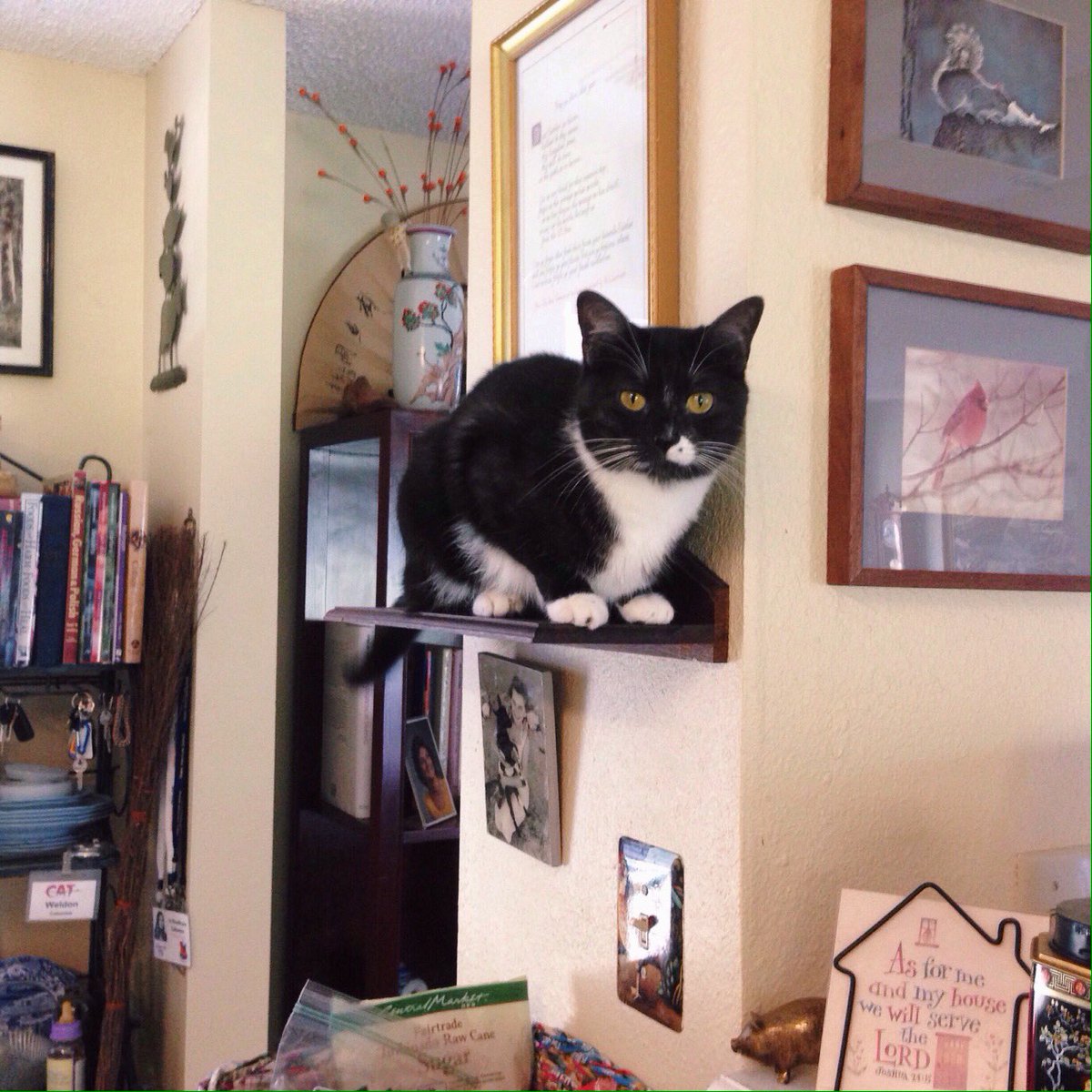alauramw's tweet photo. Shelf Lyfe ๐ผ #meet #myfams #nonameslob #kittycat https://t.co/B6QtIDbNJQ