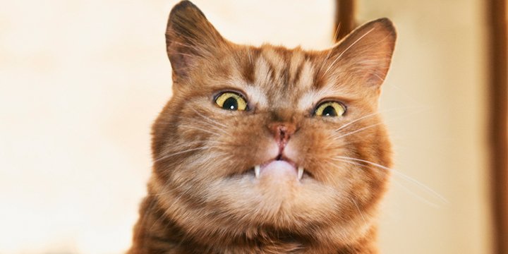 Кот с сумасшедшими глазами. Крейзи кот. Сиамский кот смешной. Смешной кот. Картинки котофруктов.