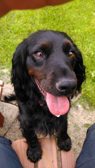 She is beautiful isnt she? #fosterdog #rescue #AdoptDontShop https://t.co/Vtu7xpFwTB<a href="/tag/fosterdog"class="tags">#fosterdog</a><a href="/tag/rescue"class="tags">#rescue</a><a href="/tag/adoptdontshop"class="tags"><span>#adoptdontshop</span></a>