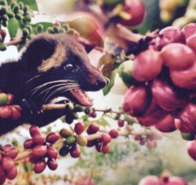#kopiluwak #coffee #civet