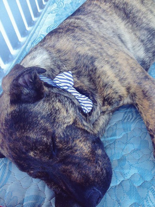 My Puppy Dog - Atari 🐶🐶🐶 #puppylove #puppynavy #doggy #cuteanimals #CutePet #cutestdogintheworld #CutenessOverload<a href="/tag/puppylove"class="tags">#puppylove</a><a href="/tag/puppynavy"class="tags">#puppynavy</a><a href="/tag/cutenessoverload"class="tags"><span>#cutenessoverload</span></a><a href="/tag/doggy"class="tags"><span>#doggy</span></a><a href="/tag/cuteanimals"class="tags"><span>#cuteanimals</span></a><a href="/tag/cutestdogintheworld"class="tags"><span>#cutestdogintheworld</span></a>